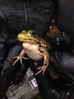 Green frog with swollen lip